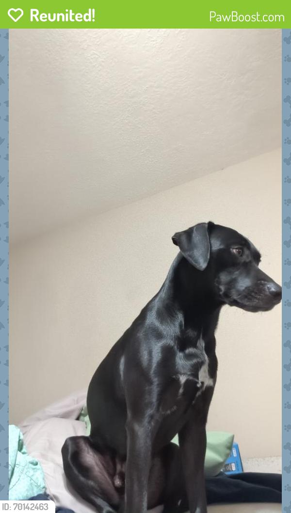 Reunited Male Dog last seen Westlake Houston Prky, Houston, TX 77339