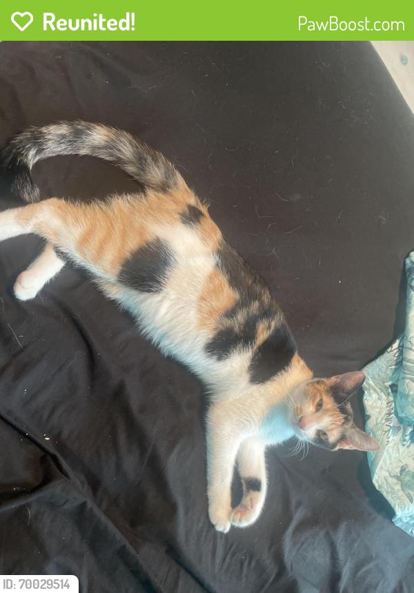 Reunited Female Cat last seen Carritigton coconut creek, Coconut Creek, FL 33073