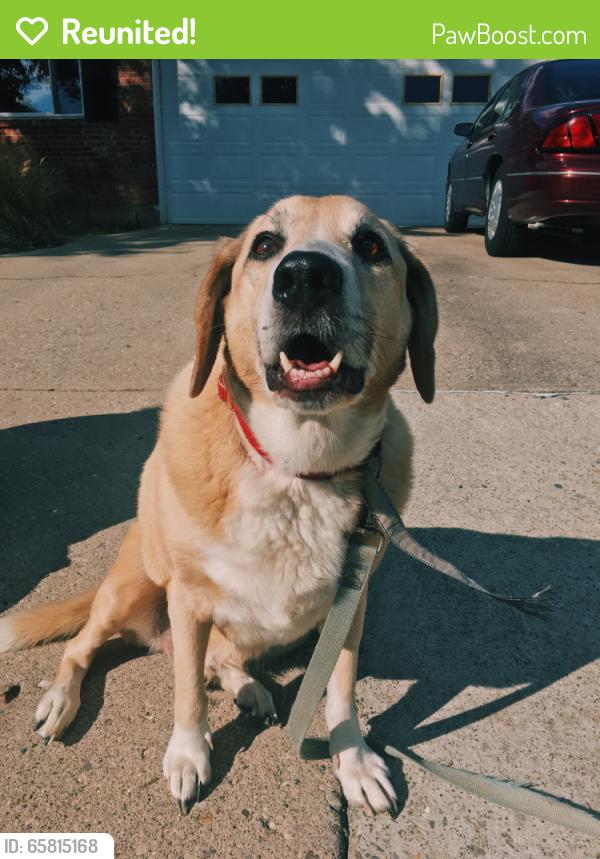 Reunited Male Dog last seen Berthbrook Dr and Pinedale Dr, Cincinnati, OH 45231