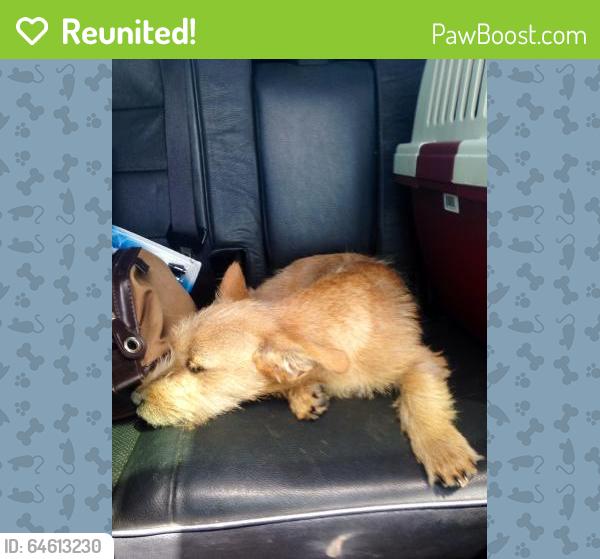 Reunited Male Dog last seen Near Bumby St & Colonial, Orlando, FL 32803