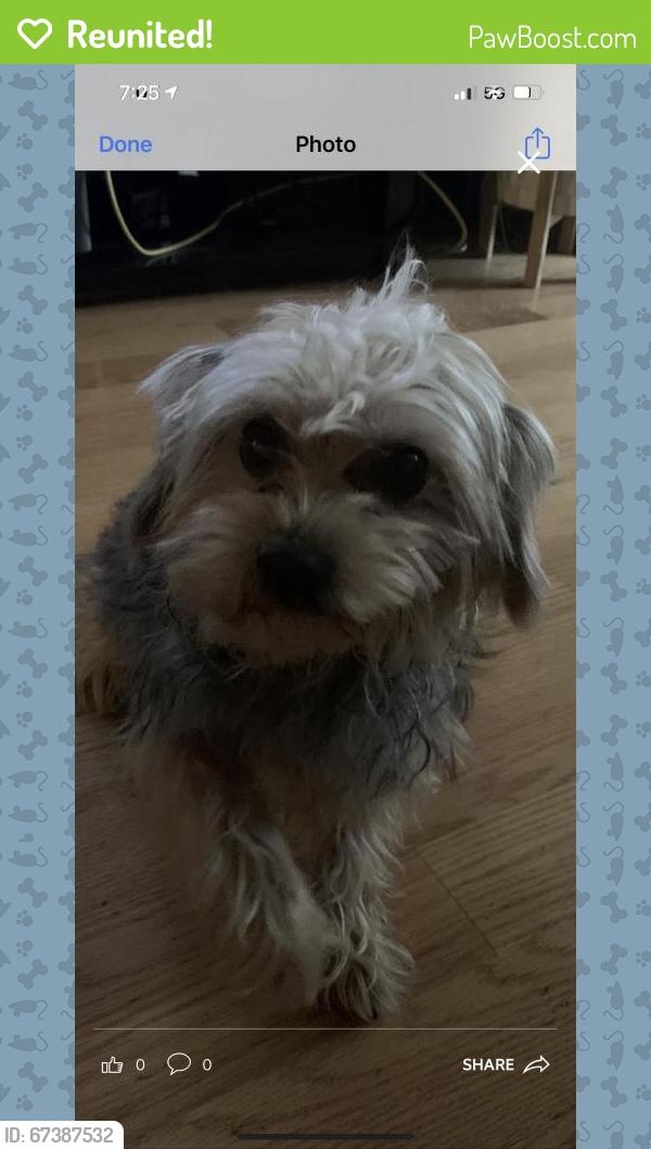 Reunited Female Dog last seen West North Avenue & North Karlov Avenue, Chicago, IL, USA, Chicago, IL 60639