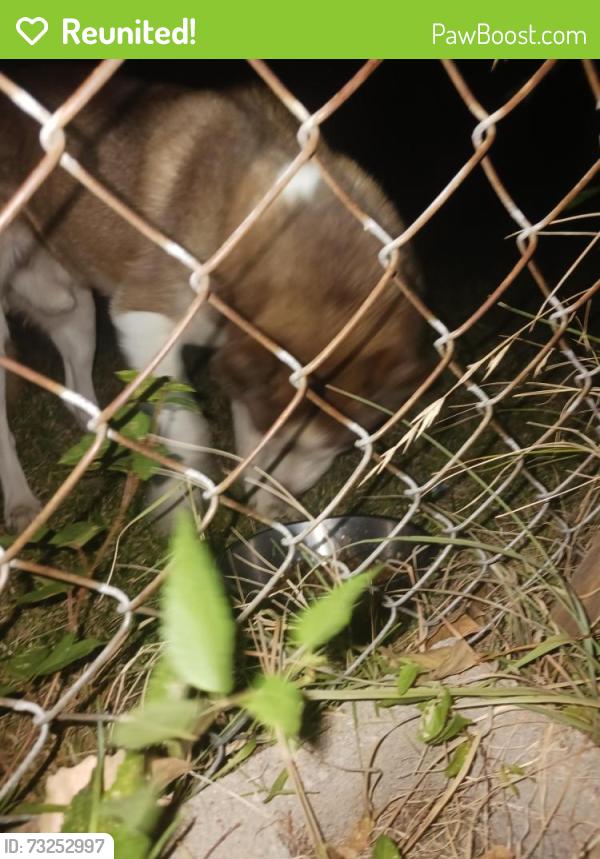 Reunited Male Dog last seen Whippoorwill and Sesame Drive, Mesquite, TX 75149