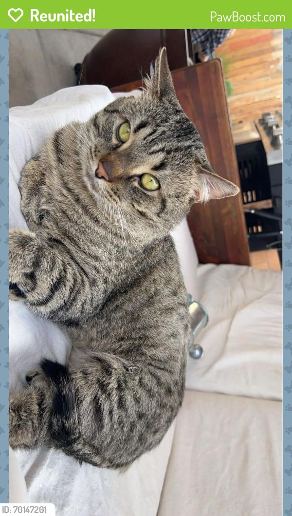 Reunited Male Cat last seen Maiden grass rd nw, Albuquerque, NM 87120