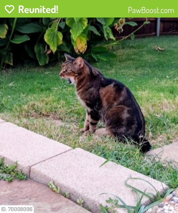 Reunited Female Cat last seen Jewel and seventh, Sachse, TX 75048