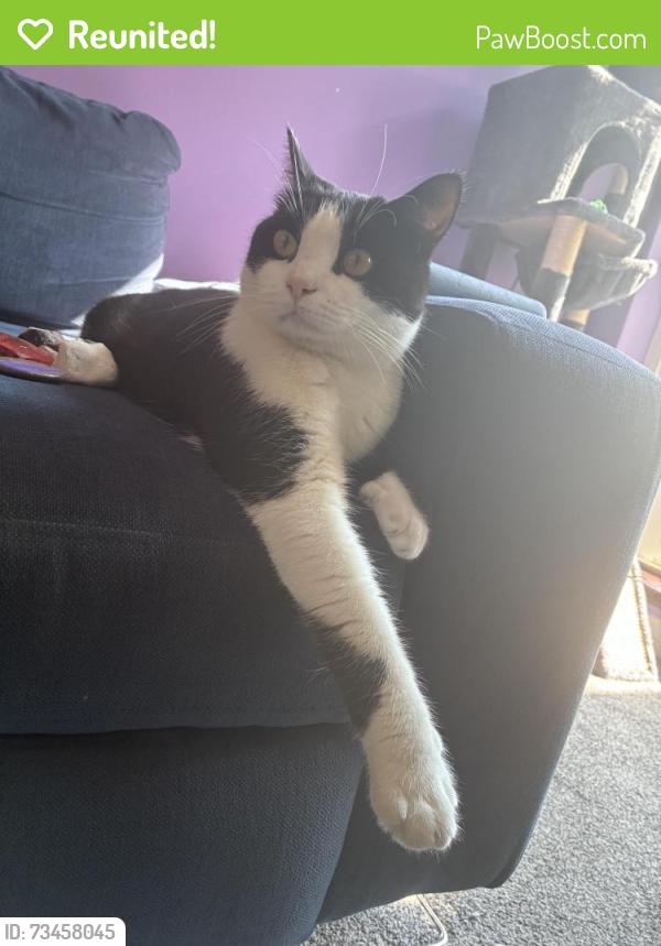 Reunited Male Cat last seen College green, Bristol City, England 