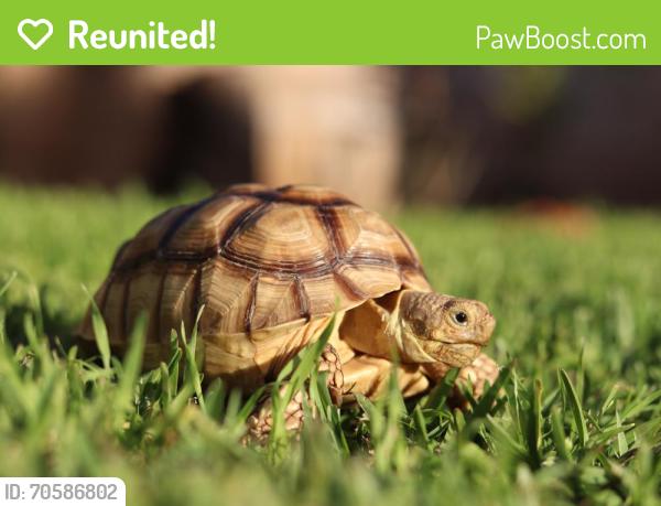 Reunited Unknown Reptile last seen Merced and Lark Ellen, West Covina, CA 91790