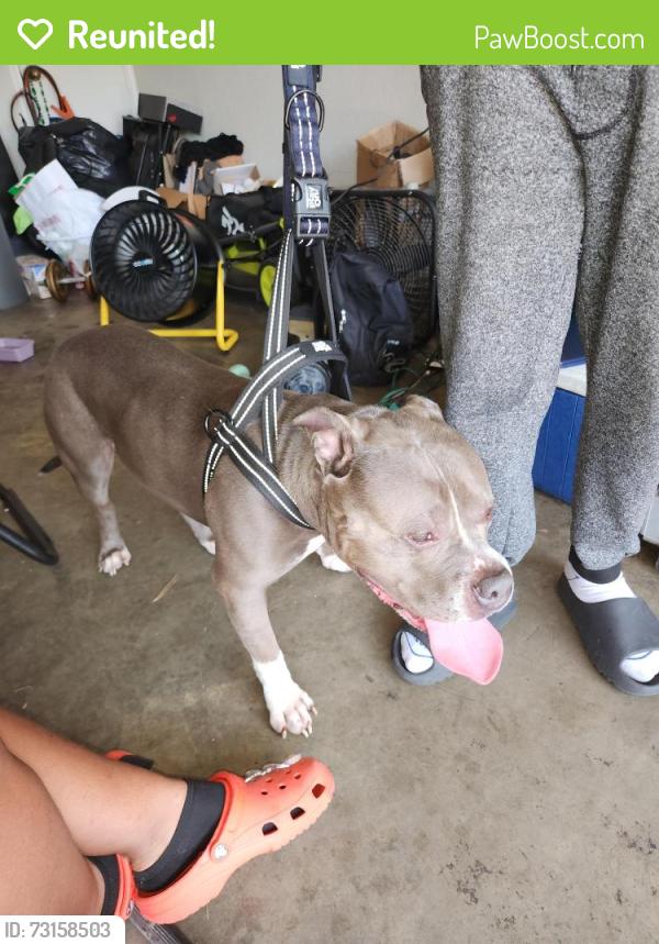 Reunited Male Dog last seen In my neighborhood on matlock, Arlington, TX 76001