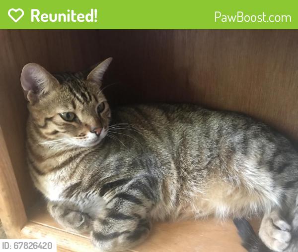 Reunited Male Cat last seen Kelvin and Ventura blvd., Los Angeles, CA 91364