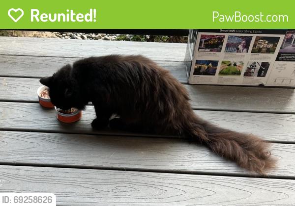 Reunited Unknown Cat last seen 14th Ave SE & Golf Club Rd SE, Lacey, WA 98503, USA, Lacey, WA 98503