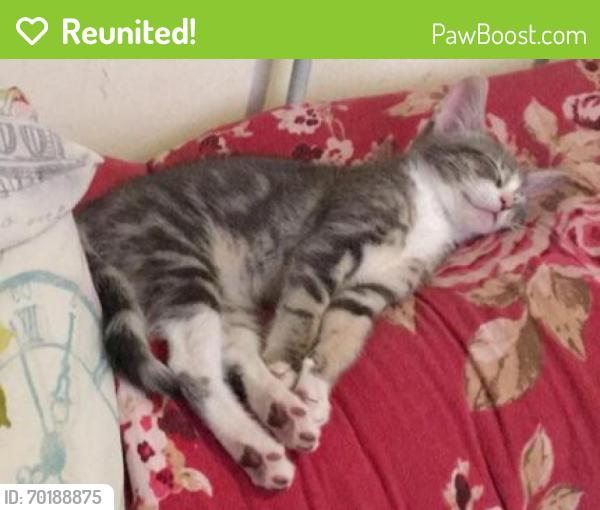 Reunited Female Cat last seen Maxwell road Wolverhampton , West Midlands, England WV2