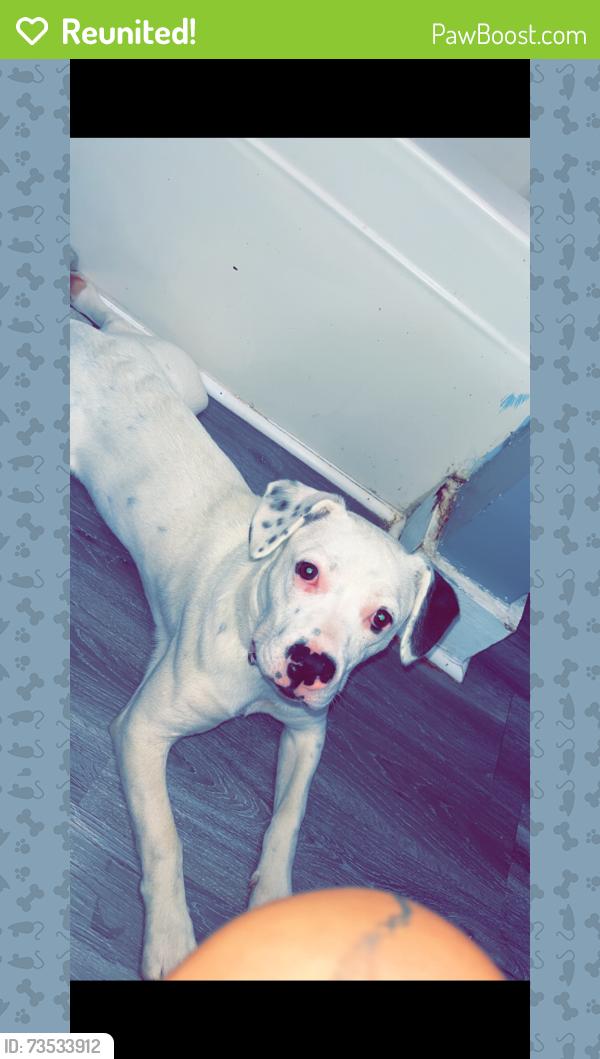 Reunited Female Dog last seen Darlington school, Rome, GA 30161