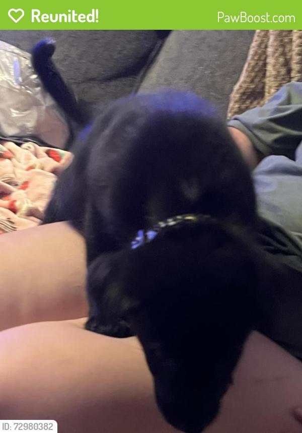 Reunited Female Dog last seen Karns valley rd, Knoxville, TN 37931