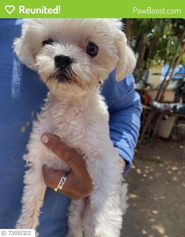 Reunited Female Dog last seen McDonnell, East Los Angeles, CA 90022