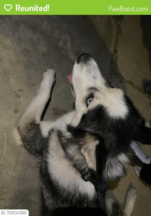 Reunited Unknown Dog last seen Piedra St & Agosto St, San Diego, CA 92154