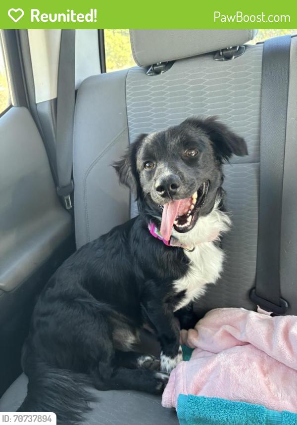 Reunited Male Dog last seen Don Davhee Park off of Mundas Ave - Monterey, Monterey, CA 93940