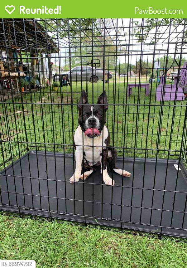 Reunited Male Dog last seen Alvarado vet clinic, Alvarado, TX 76009