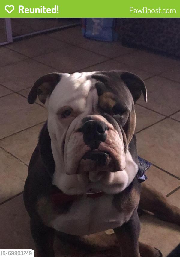 Reunited Male Dog last seen Dallas tx, Dallas, TX 75224