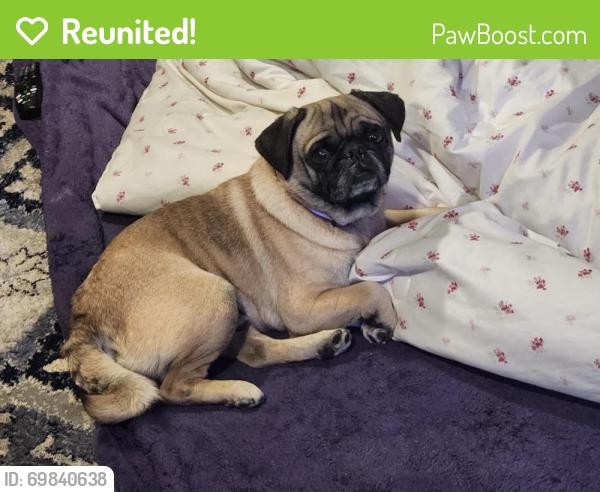 Reunited Male Dog last seen Pine St, Modesto, CA 95351, USA, Modesto, CA 95351