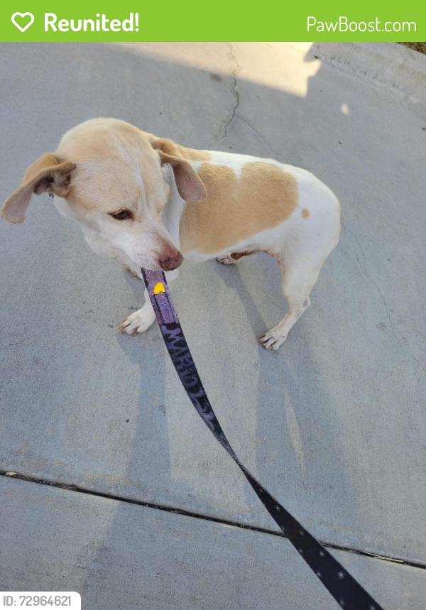 Reunited Male Dog last seen Santee California , Santee, CA 92071