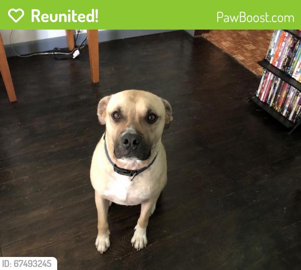 Reunited Male Dog last seen Douglas lake market, White Pine, TN 37890