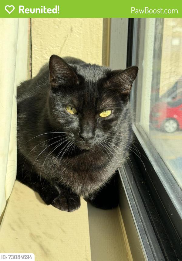Reunited Female Cat last seen Near Barbadense ct , Richmond, TX 77469