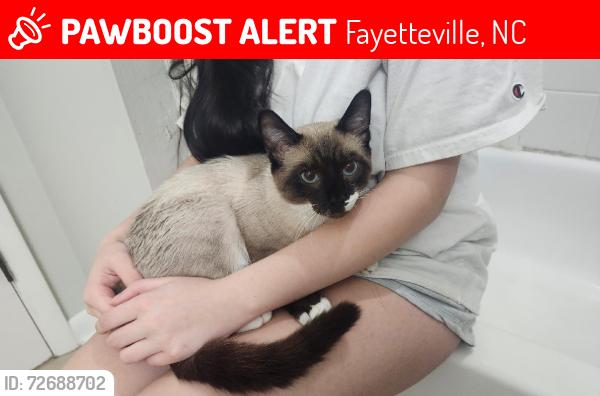 Lost Male Cat last seen Near Quailwood Dr, Fayetteville, NC 28314, USA, Fayetteville, NC 28314