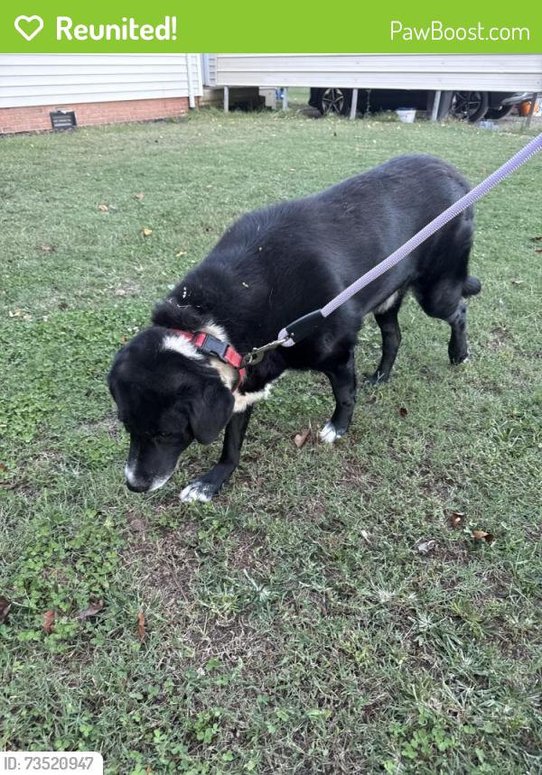 Reunited Male Dog last seen Millbridge road, Rowan County, NC 28023