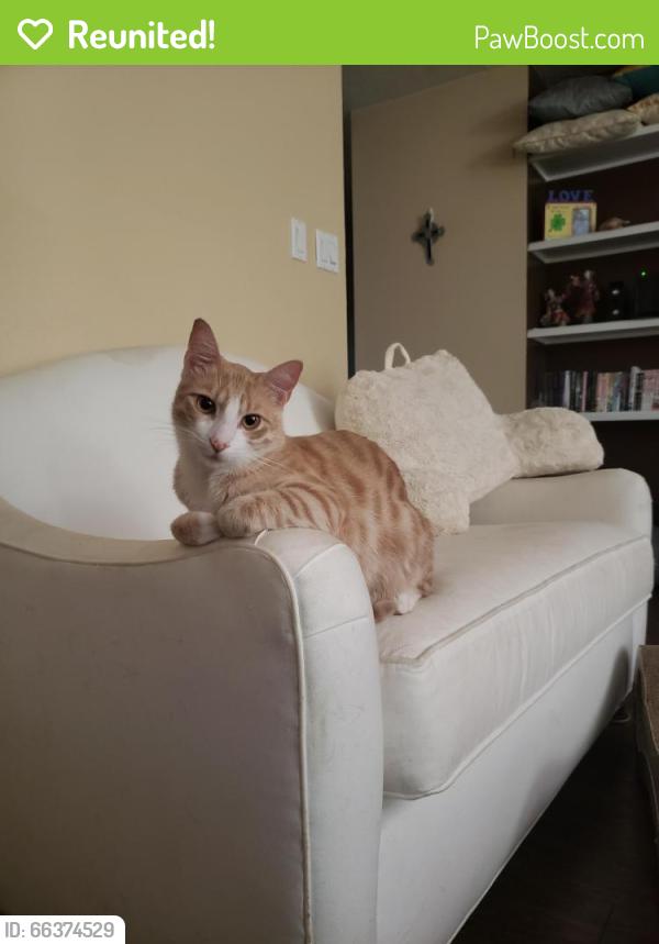 Reunited Male Cat last seen Near Camino Del Oso NE, Albuquerque, NM 87111, USA, Albuquerque, NM 87111