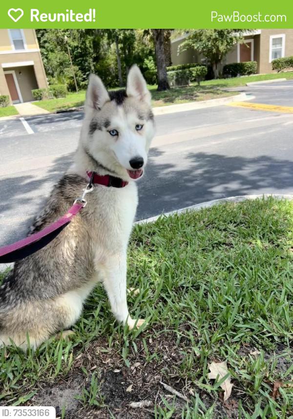 Reunited Female Dog last seen Antibes St, Jacksonville, FL 32224