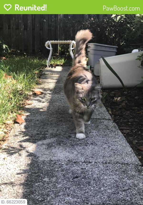 Reunited Unknown Cat last seen John young parkway and east street, Kissimmee , Kissimmee, FL 34741