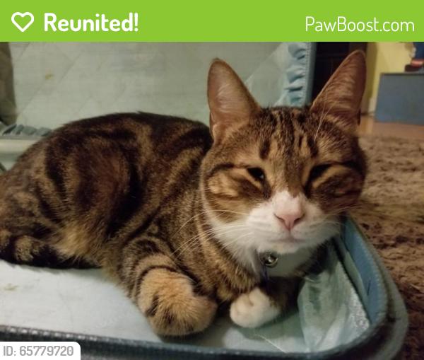 Reunited Male Cat last seen Eskew off Brodie south of William Cannon, Austin, TX 78749