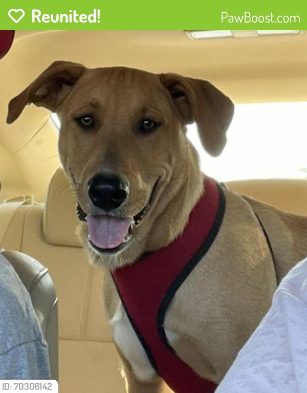 Reunited Male Dog last seen Near E 93rd St, Odessa, TX 79765, USA, Odessa, TX 79765