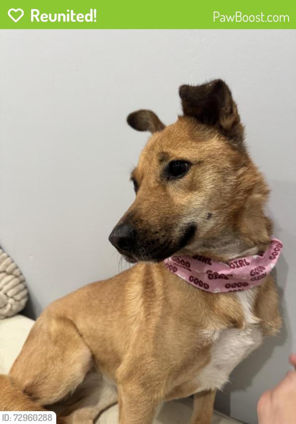 Reunited Female Dog last seen Near Colony Lake Dr, Schaumburg, IL 60194, USA, Schaumburg, IL 60194