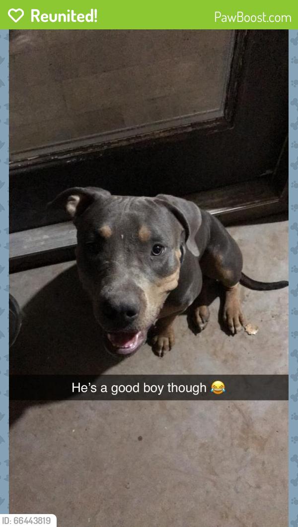 Reunited Male Dog last seen 42nd st and southern, Phoenix, AZ 85042