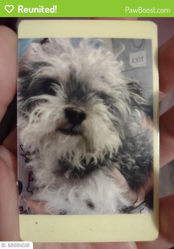 Reunited Male Dog last seen Amor street, Leesburg, FL 34748