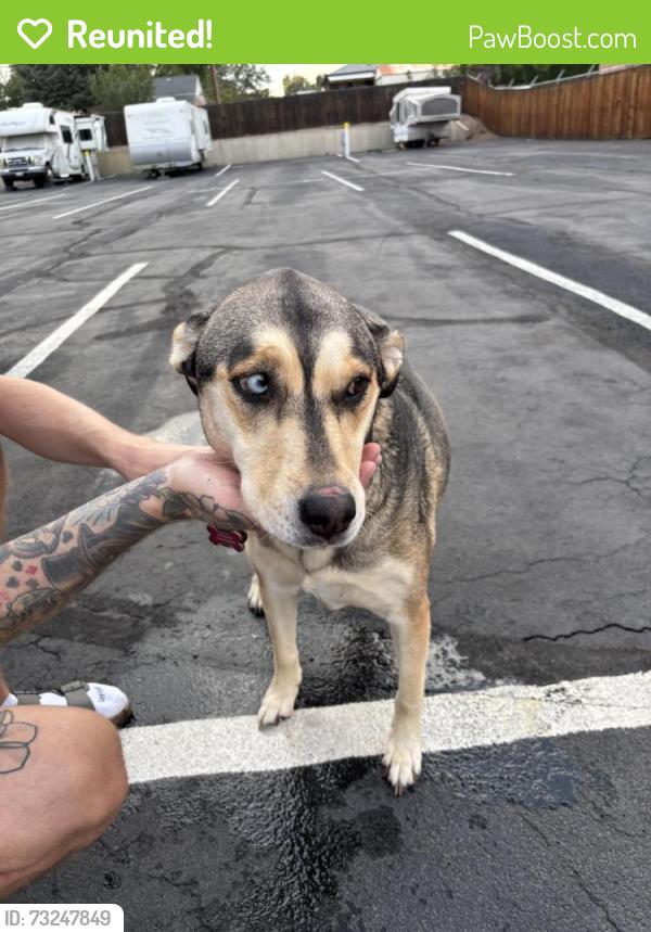 Reunited Female Dog last seen Northglenn Elks Lodge, Northglenn, CO 80233