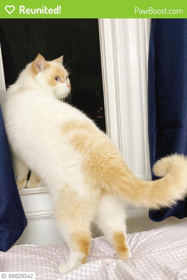 Reunited Male Cat last seen Irving St, San Francisco, CA 94122, USA, San Francisco, CA 94122