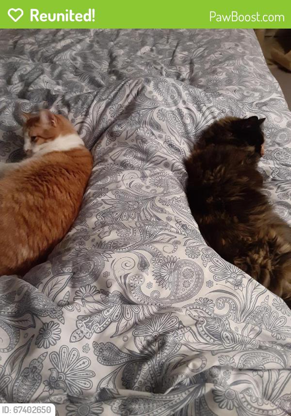 Reunited Male Cat last seen Bismark, Spokane, WA 99205