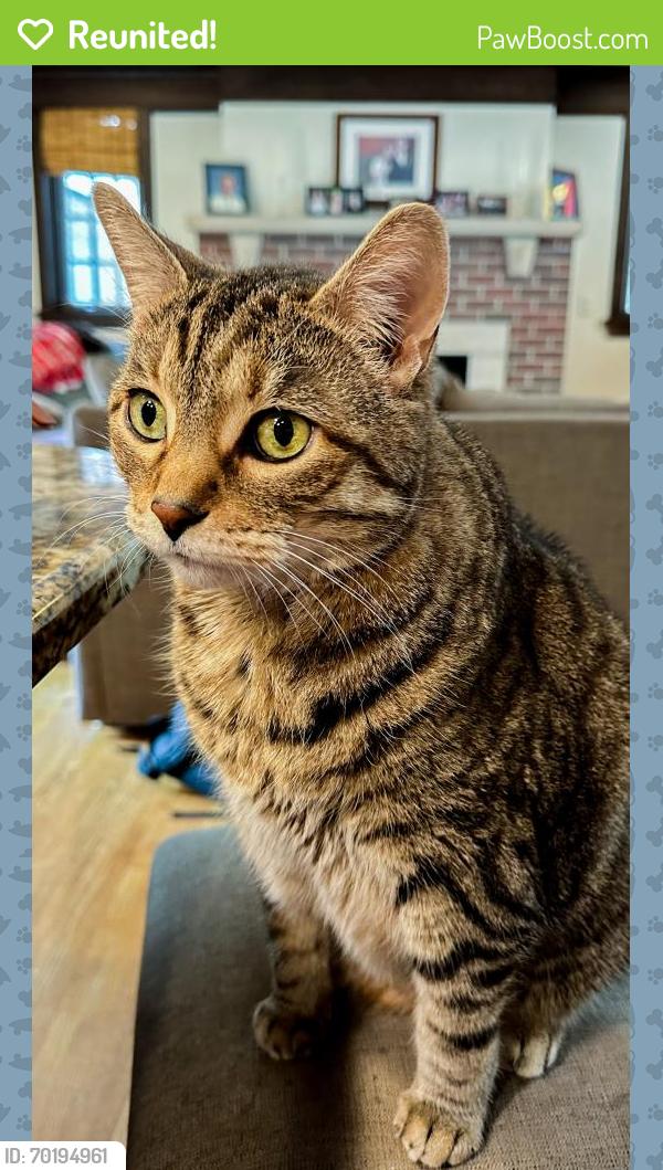 Reunited Male Cat last seen Summit and Howell, Saint Paul, MN 55105