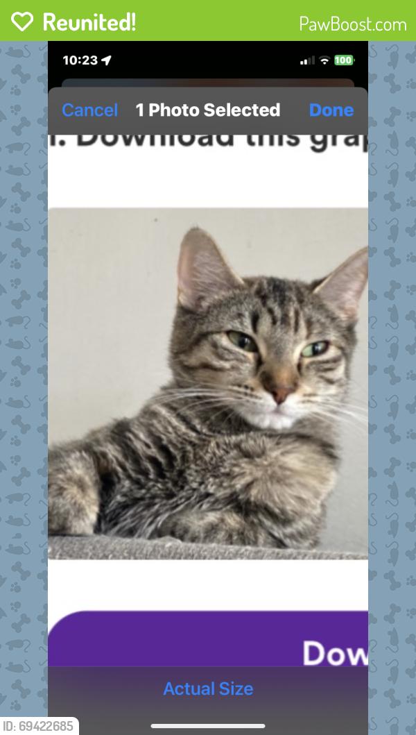 Reunited Female Cat last seen Erie st and armour st., Chicago, IL 60642