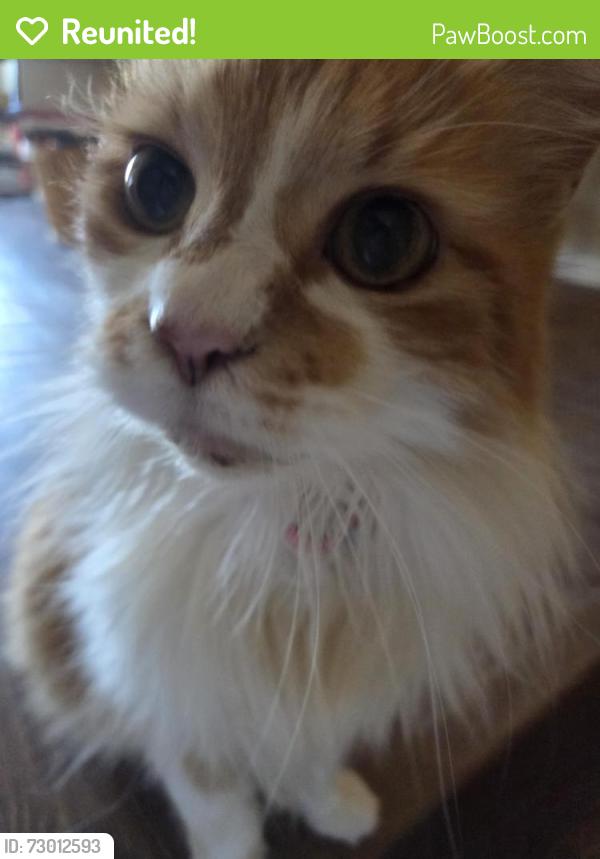 Reunited Female Cat last seen Near hse in the Woodcreek neighborhood, Houston, TX 77073