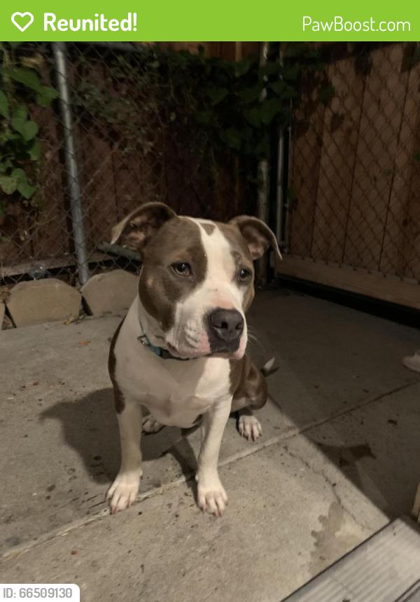 Reunited Female Dog last seen White and Mt Vista, San Jose, CA 95127
