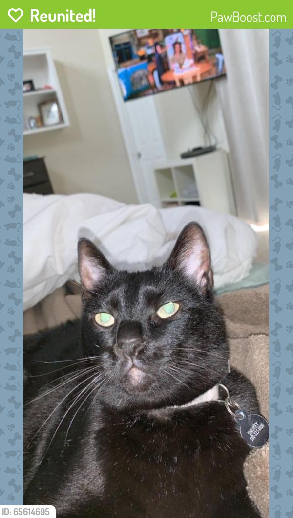 Reunited Female Cat last seen Near 4th St & Central Way, Seal Beach, CA 90740