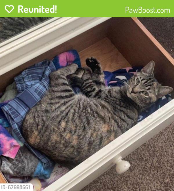 Reunited Female Cat last seen Natchez Trail and Everglades Circle, Fort Worth, TX 76137