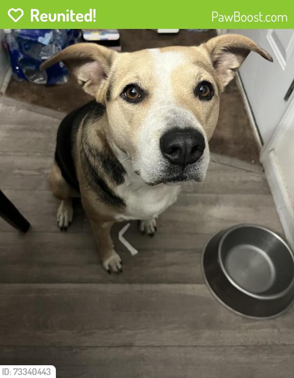 Reunited Female Dog last seen Colonial Hills subdivision/Docs Rd, Lillington, NC 27546