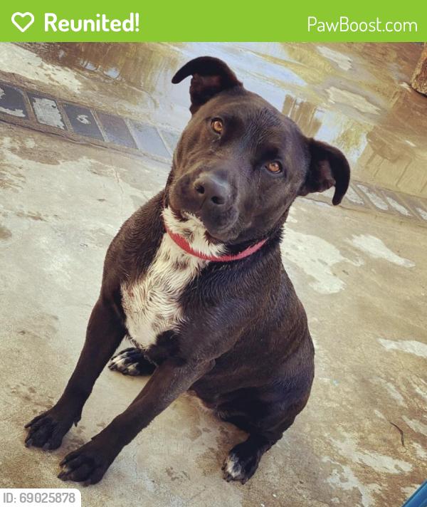 Reunited Female Dog last seen Pheasant Run Cir & Fairbanks Ave, Riverside, CA 92509