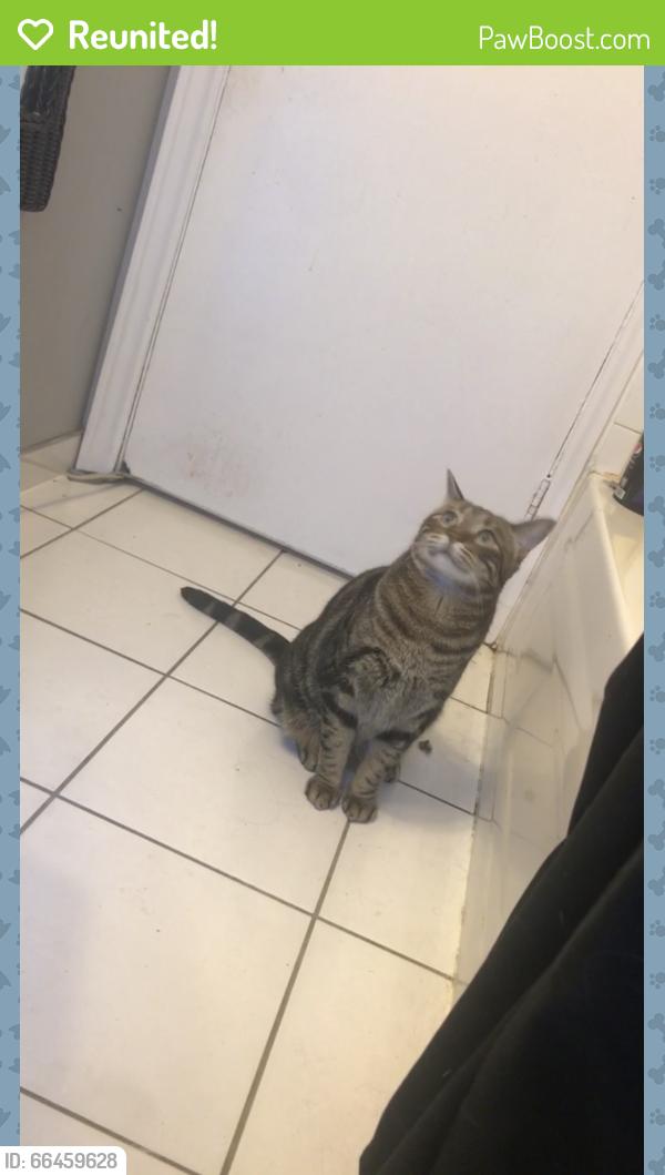 Reunited Male Cat last seen Parent and Niagara, Windsor, ON N9A 2A9
