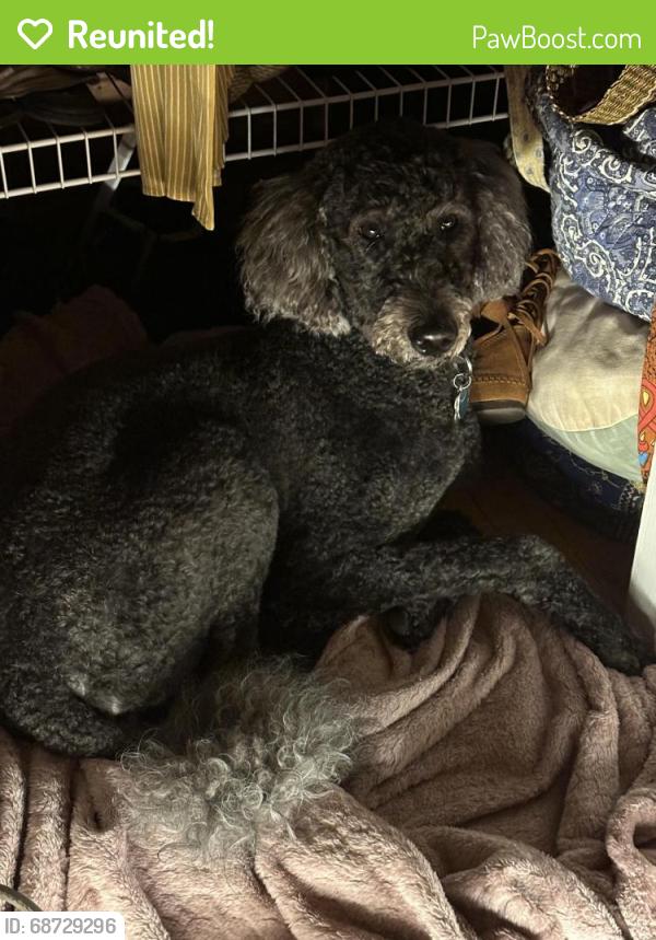Reunited Female Dog last seen Springfield museum, Springfield, MO 65807
