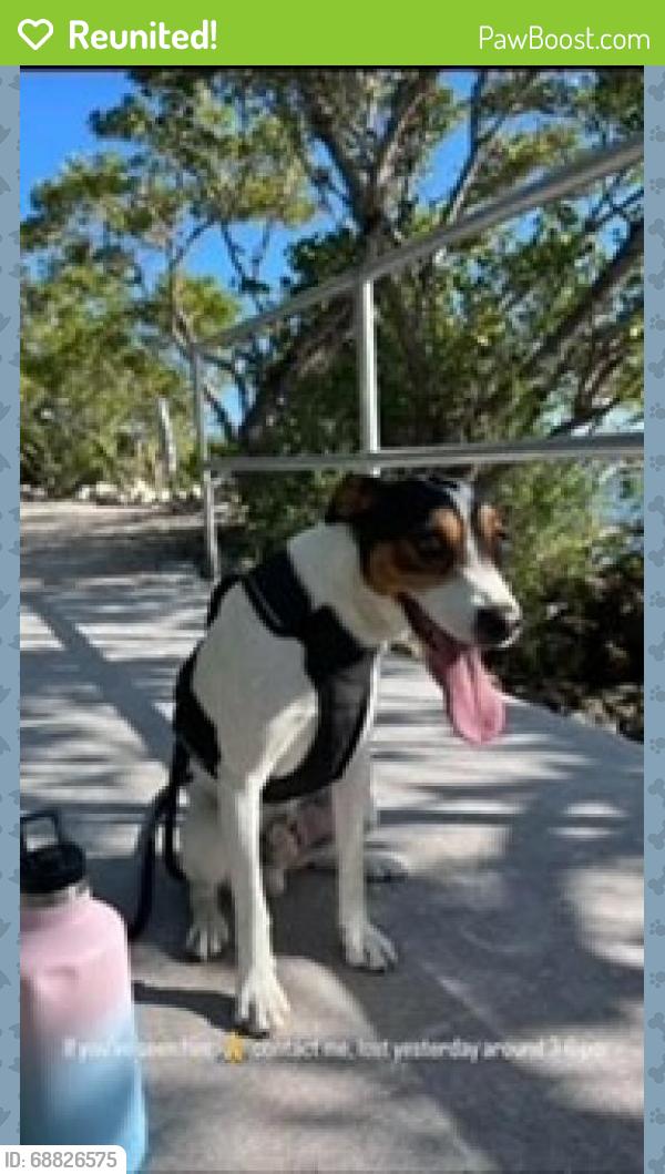 Reunited Male Dog last seen Near sw 47th street, miami, fl 33175, Miami, FL 33175