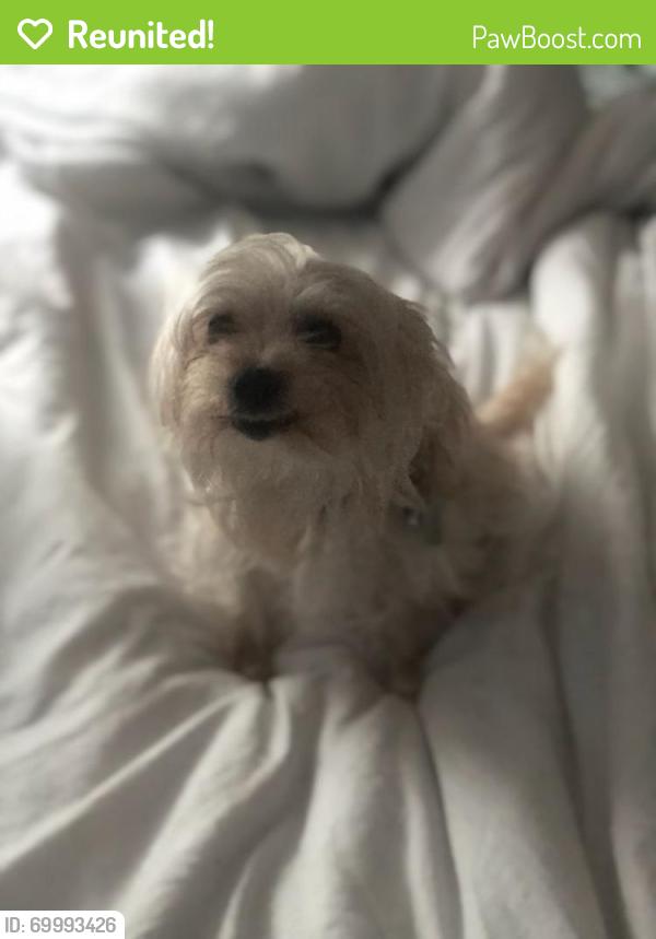 Reunited Female Dog last seen Close to Hickory Heights drive, condominiums, apartments. Last seen near Tailgate Brewery., Hendersonville, TN 37075